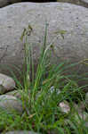 Twisted sedge